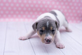 Enlarge photo 13