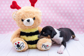 Enlarge photo 12