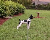 Oliver Boliver Butt