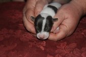 Enlarge photo 13