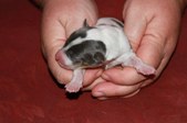 Enlarge photo 14