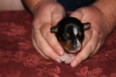 Enlarge photo 4