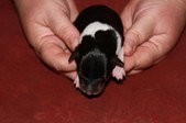 Enlarge photo 4