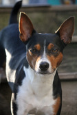 <b>Daisy</b>