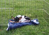 Enlarge photo 10