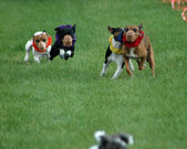 Enlarge photo 17
