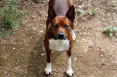 <b>Rex</b>