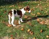 <b> FourPaws Amber's Legacy </b>