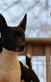 Shamus