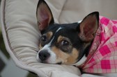 <B> River Ridge Sierra's Sassy </b>