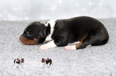 Enlarge photo 3