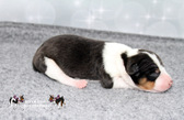 Enlarge photo 3