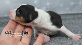 Beesley & Daisy 2026