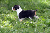 Enlarge photo 6