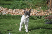 Enlarge photo 4