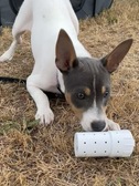 Dori