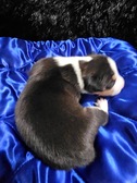 Enlarge photo 3