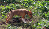 Enlarge photo 59