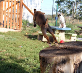 Enlarge photo 83