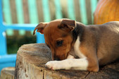 Enlarge photo 80
