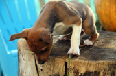 Enlarge photo 81