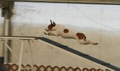 Enlarge photo 61