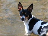 Dog Days of Spring!