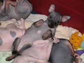 Libertys Cracklin' Rosie's Baby Pictures