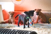 Rosie Loner 6 & 7 weeks