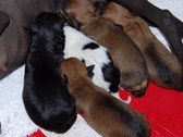 Rosie Loner puppies DOB 7/11/08