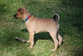 Rosie & Loner pups 8 weeks & Beyond.