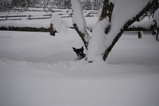 Enlarge photo 13
