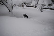 Enlarge photo 16