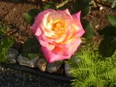 Enlarge photo 4