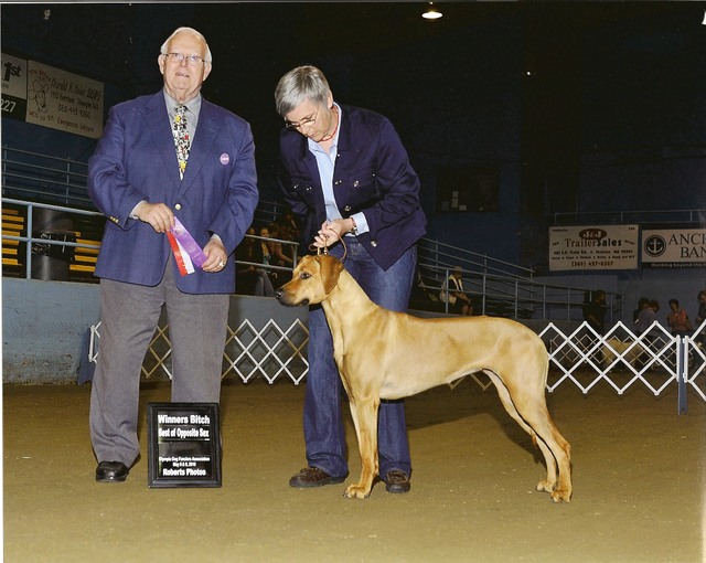 Rainer The Ridgeback Rhodesian Ridgeback