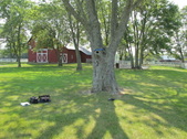 Tree house scout