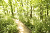 Enlarge photo 42