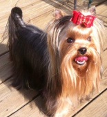 Yorkies
