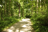 Enlarge photo 71