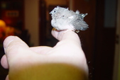 Enlarge photo 395