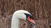 Enlarge photo 78