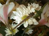 Enlarge photo 336