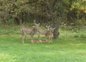 Enlarge photo 337