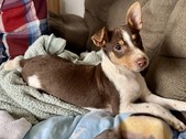 Current Puppies