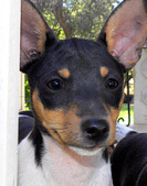 Puupy