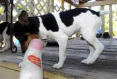 Enlarge photo 15