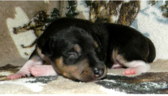 Shogan X Bella Puppies!!