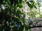 Backyard 16