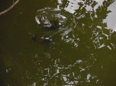 Enlarge photo 33