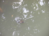 Enlarge photo 35